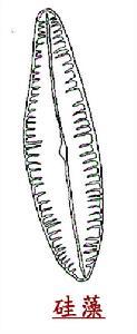 硅藻