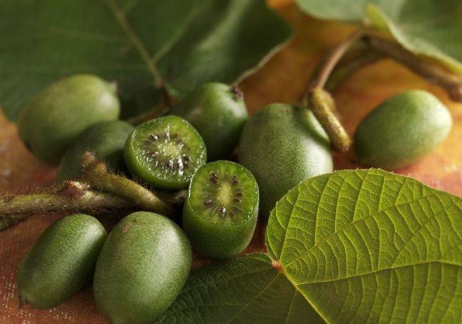 新型水果软枣猕猴桃走红香甜多汁种植技巧也简单