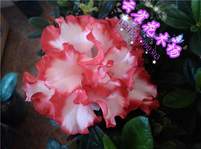 盆栽杜鹃花红双喜凤冠皇冠比利时高档花卉庭院客厅花卉