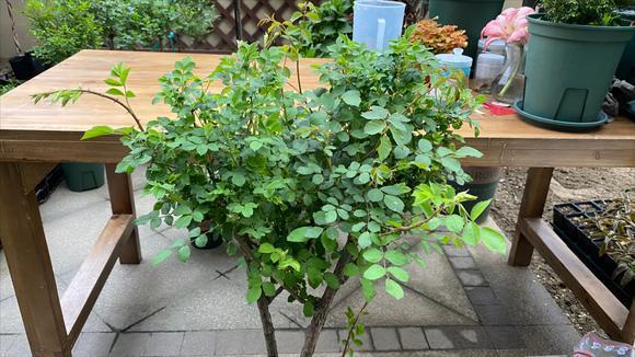 山木香老桩嫁接微型月季盆景,成活率和亲和力都非常不