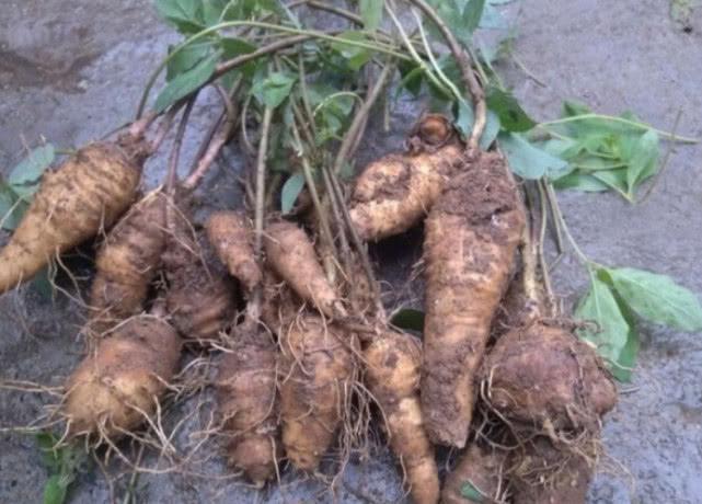 农村野味"山萝卜",炒肉炖汤味道好,药用还能解毒消肿!