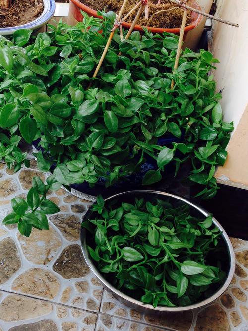 田七 可以吃 (*~)~)