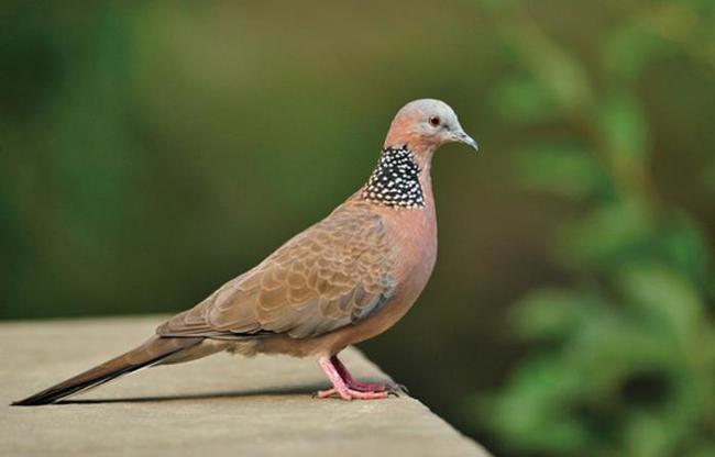 斑鸠认主人吗它喜欢吃什么