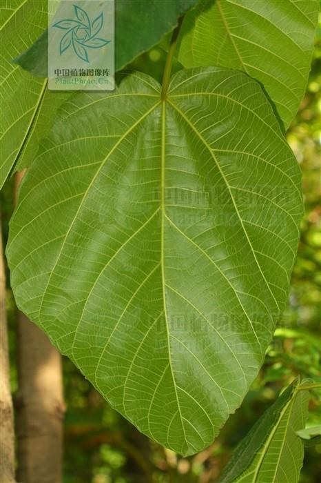 大果榕 ficus auriculata