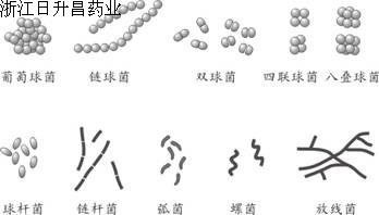 细菌的形态与结构(一)