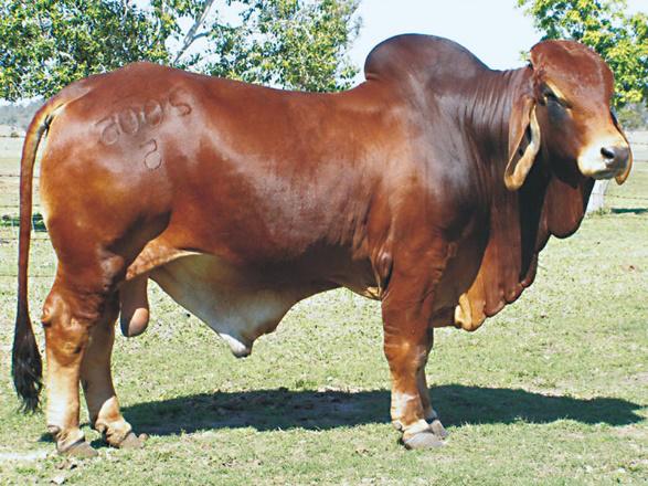 我国于20世纪40年代引入少量瘤牛品种(如辛地红牛,婆罗门牛),我国许多