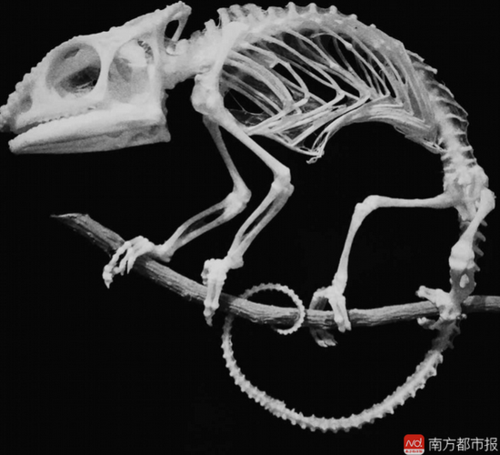 揭秘网红标本师:从粘鼠板上捡来死老鼠做标本