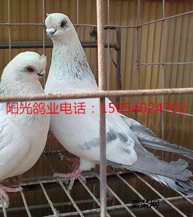山东高飞鸽,短嘴点子鸽出售