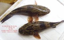 笋壳鱼
