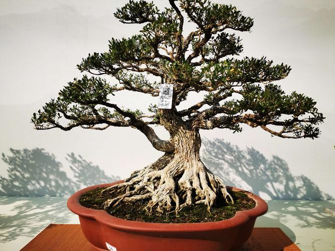 中国通派盆景艺术展