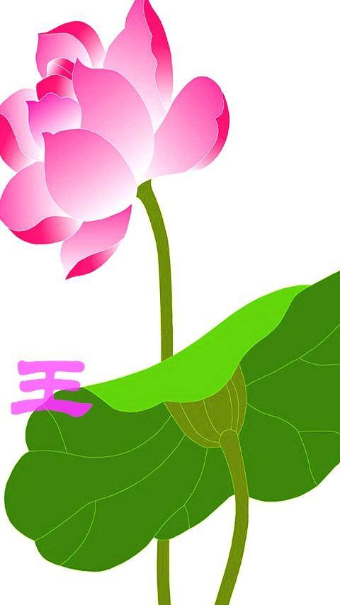 带有姓氏和名字的荷花手机壁纸,超清新,喜欢的打开看看