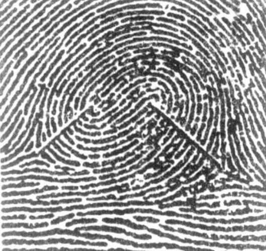 民间的说法,斗就是手指头的指纹是一个闭合的圈圈,簸箕就不是闭合的