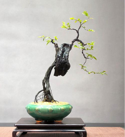 小叶紫檀/黑骨茶,老桩 枝杆潇洒灵动,造型独特,如此洒脱 势如游龙