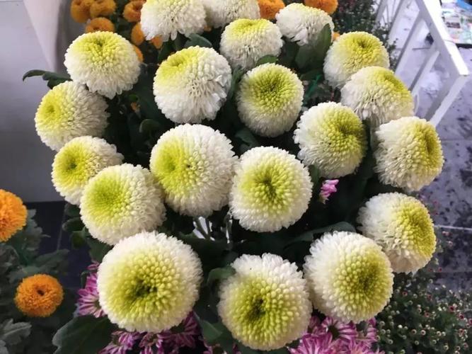 品种,造型,规模.超多看点的菊花节,就问你