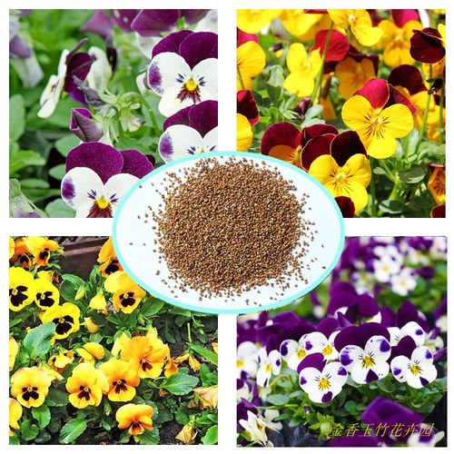 三色堇花种子四季易播室内阳台室外盆栽蝴蝶花家庭园艺种子