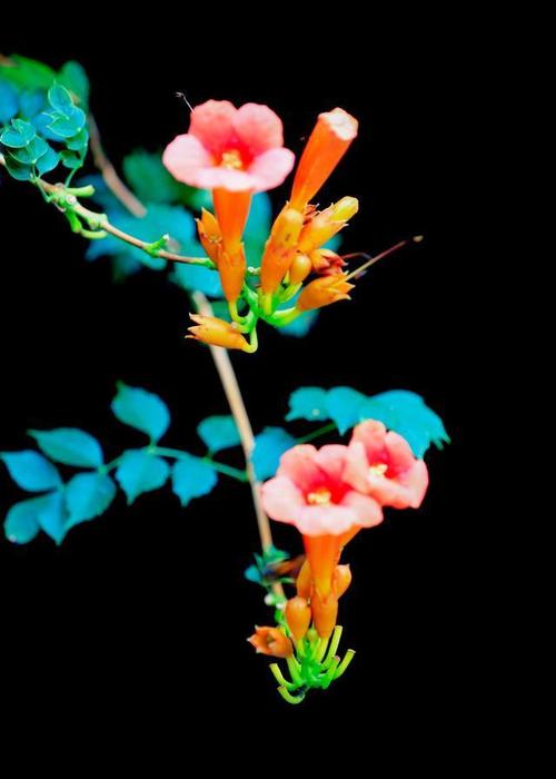 江苏海安市凌霄花的述说