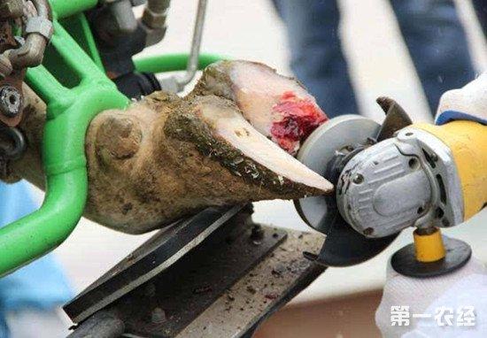 牛蹄感染发炎怎么办?牛蹄病的治疗方法