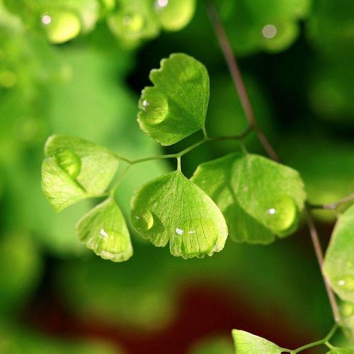 唯美绿色护眼植物