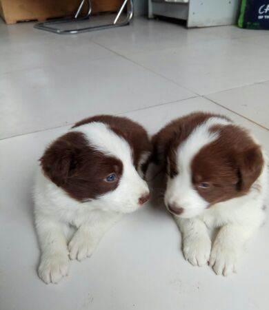 刚满月咖啡色边牧宝宝