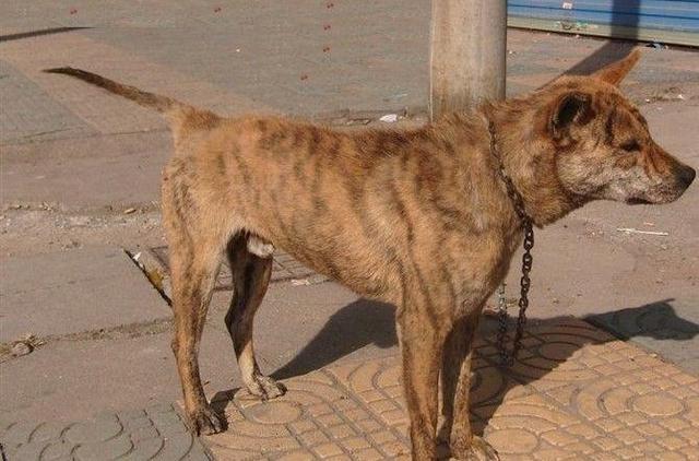 我国的十大猎犬之一,上饶虎斑犬,现已经濒危灭绝