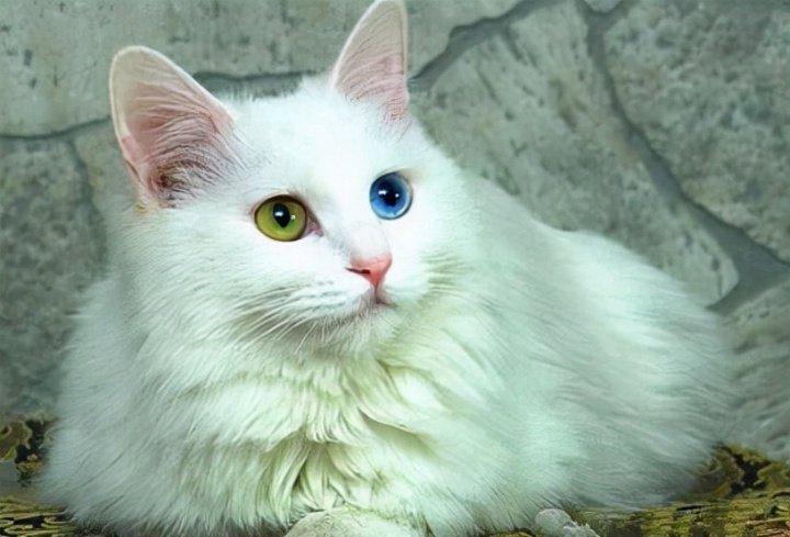 土耳其安哥拉猫与国内的临清狮子猫很像,安哥拉猫也是异瞳的最为名贵