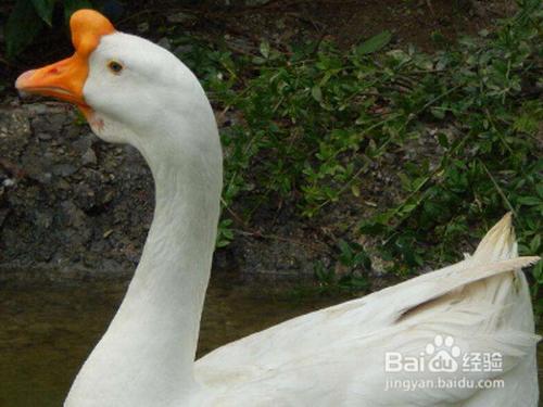 鹅公母怎么区分?