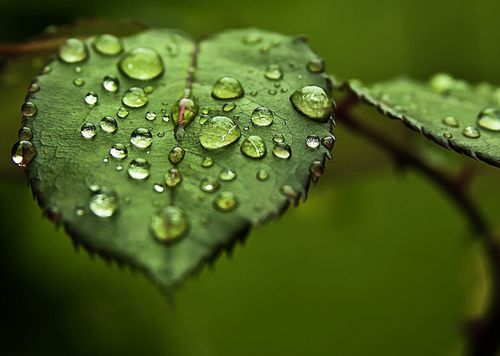 清晨绿叶露珠背景图