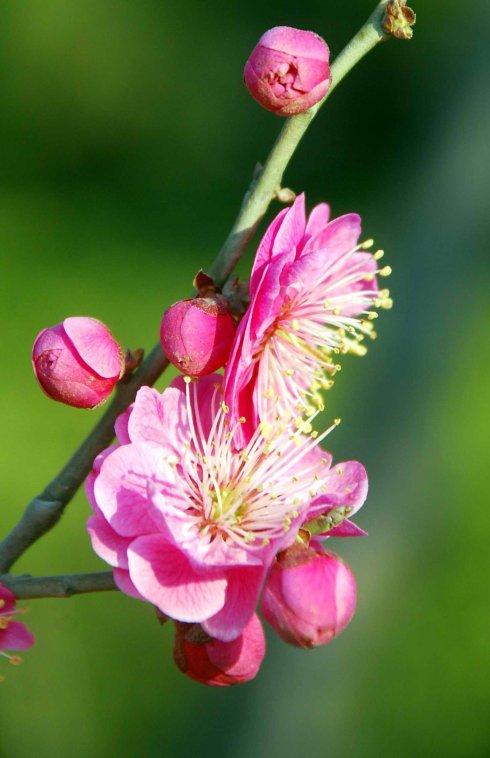 春天的李村河三红梅花儿开