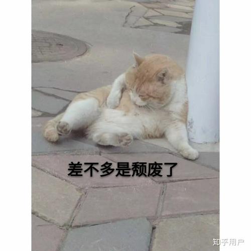 野生的猫也那么萌吗?