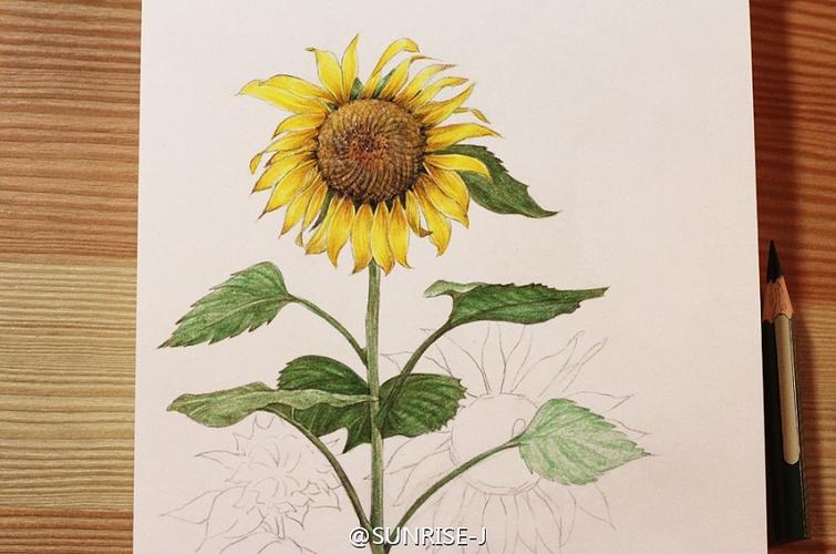 向日葵 彩铅手绘