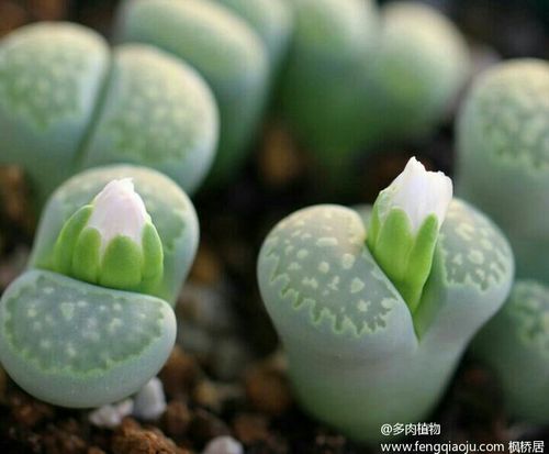多肉植物欣赏