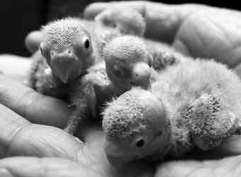 郑州一人家三只牡丹鹦鹉蛋孵出四只小鹦鹉 (图)