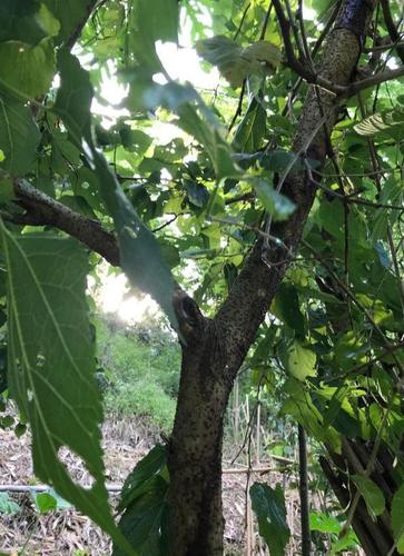 一起认识整棵树都有用的一一桑树