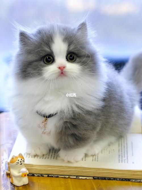 蓝白矮脚猫蓝白长毛短腿猫拿破仑小步舞曲_舞曲_枫叶