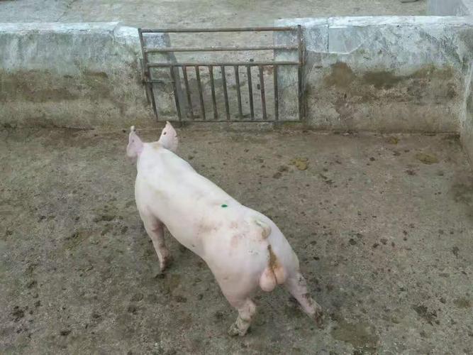 重庆苏太母猪出售