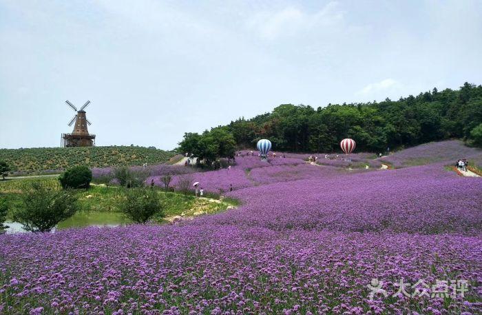谷里薰衣草庄园景点图片 - 第5张