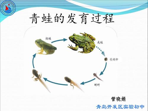 微课青蛙的发育过程