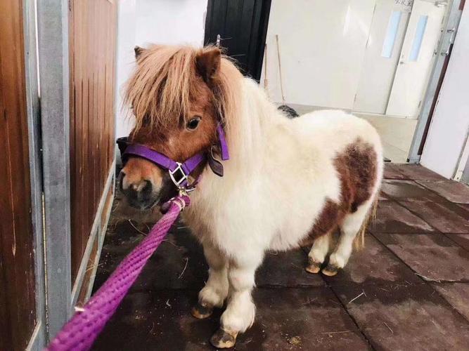 温顺听话矮马回收矮马价格多少钱