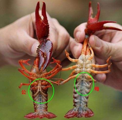 买小龙虾要分清公虾和母虾买错肉少口感差教你2招别被骗