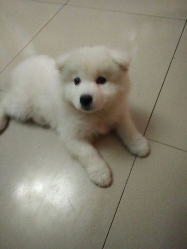 请问这是熊版萨摩耶吗,一个月大