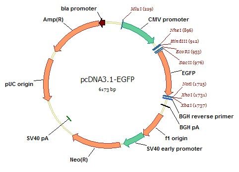 pcdna3.1-3ha-egfp-hlc3b