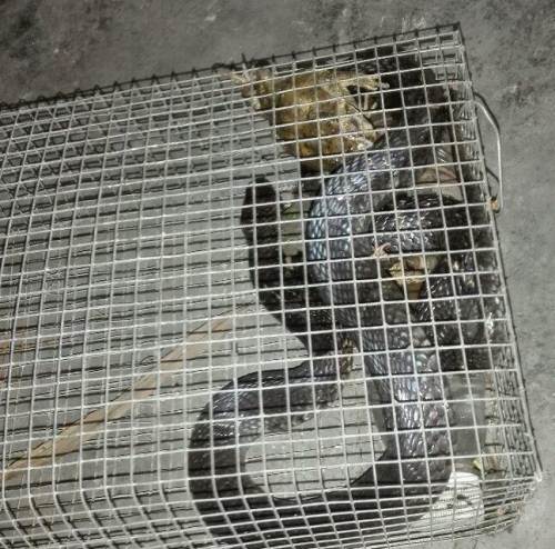 全新活口捕蛇笼.捕蛇笼