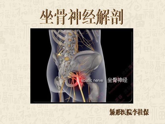 坐骨神经解剖