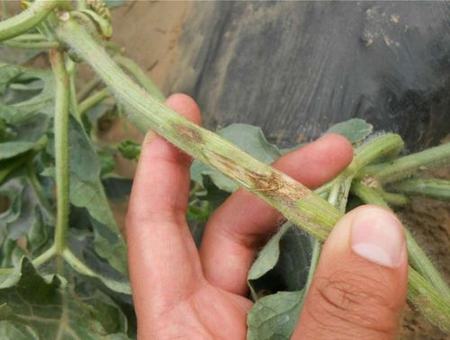 什么是西瓜蔓枯病?