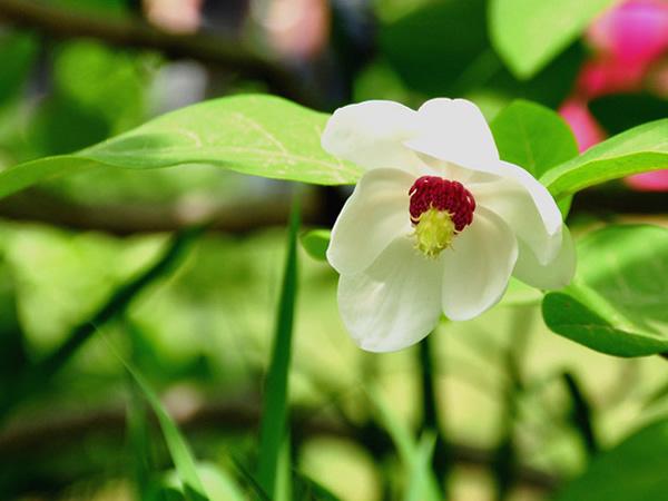 木兰花花语是什么 木兰花花语及传说故事