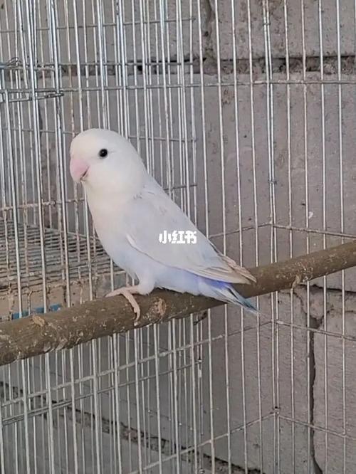 蓝面伊莎(成年)_鹦鹉_牡丹_手养牡丹鹦鹉_宠物_宠物