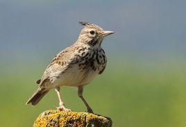 凤头百灵土耳其亚种