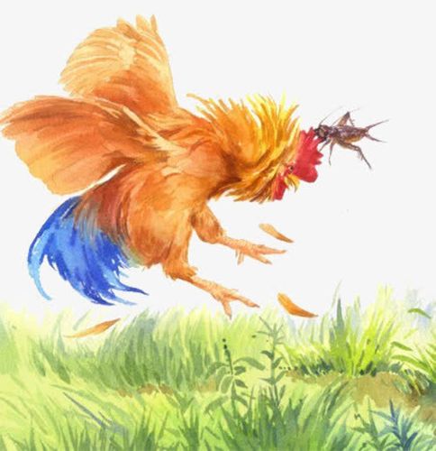 关键词 : 大公鸡,蟋蟀,草地,动物