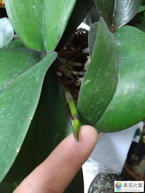 蝴蝶兰叶子长了很多白色的东西是病害造成的吗