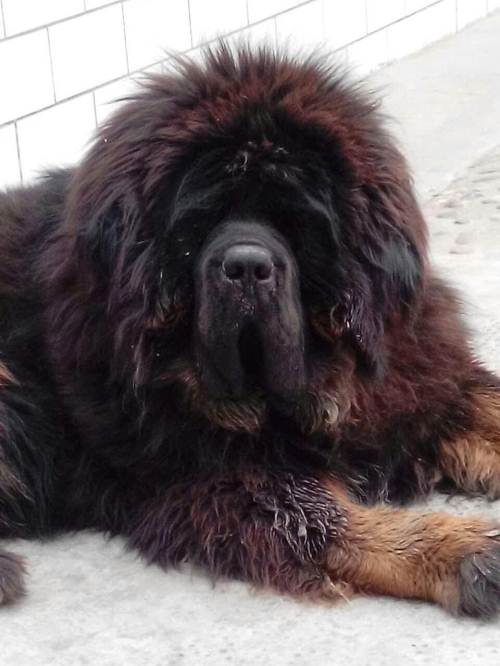 自家养殖的纯种铁包金藏獒